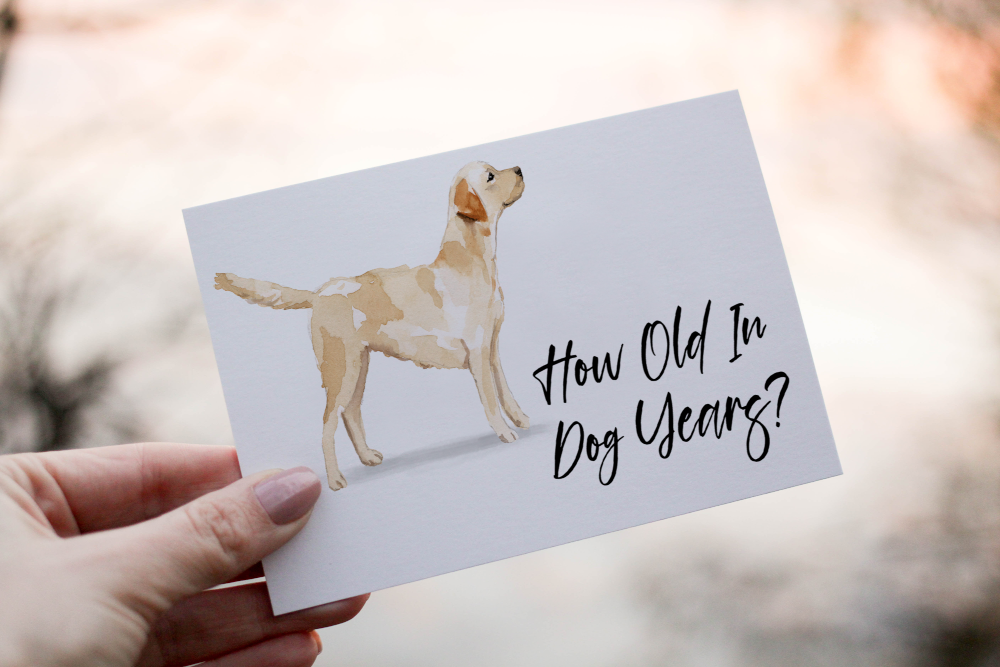 Labrador Retriever Dog Birthday Card, Dog Birthday Card - Click Image to Close